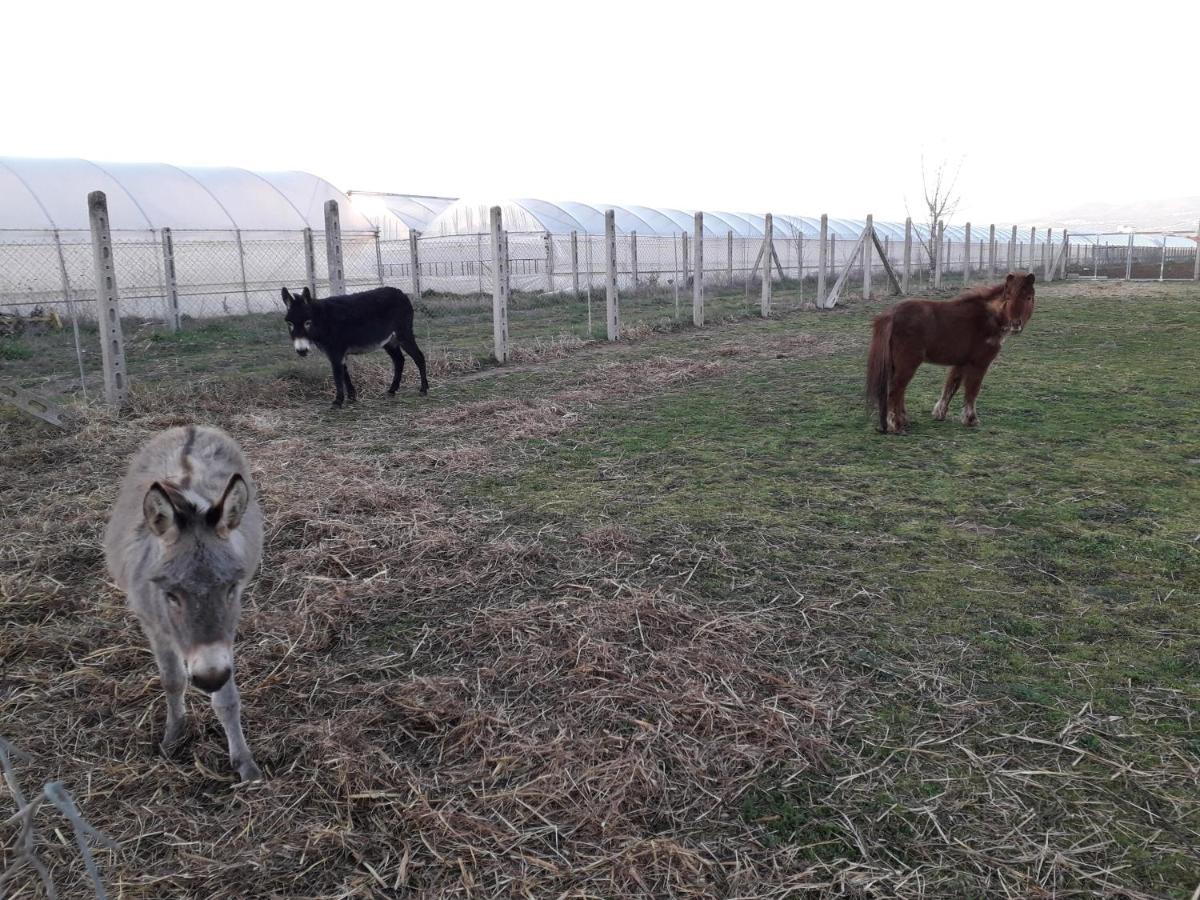 Agriturismo Torre Cristina Aprilia Luaran gambar